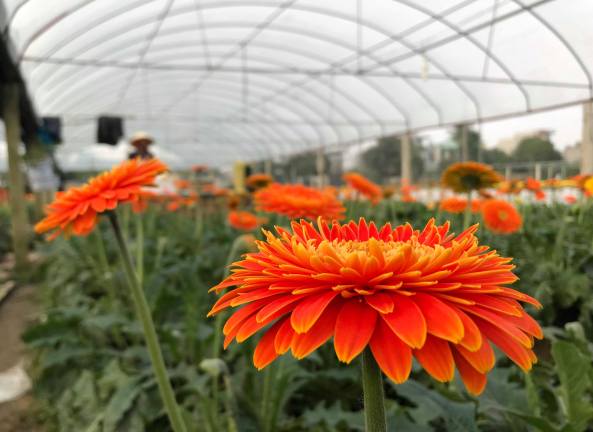 Vườn hoa tiền tỷ của chàng công nhân gác tàu xứ Thanh-3