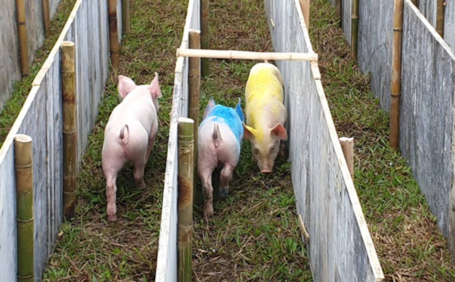 Cười vỡ bụng với màn đua lợn có 1-0-2 tại Ba Vì-2