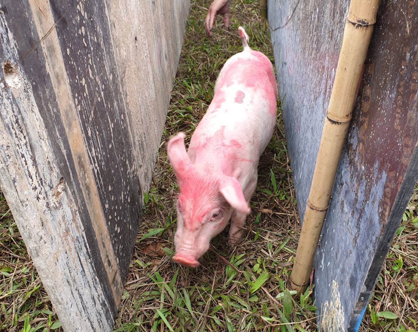 Cười vỡ bụng với màn đua lợn có 1-0-2 tại Ba Vì-6