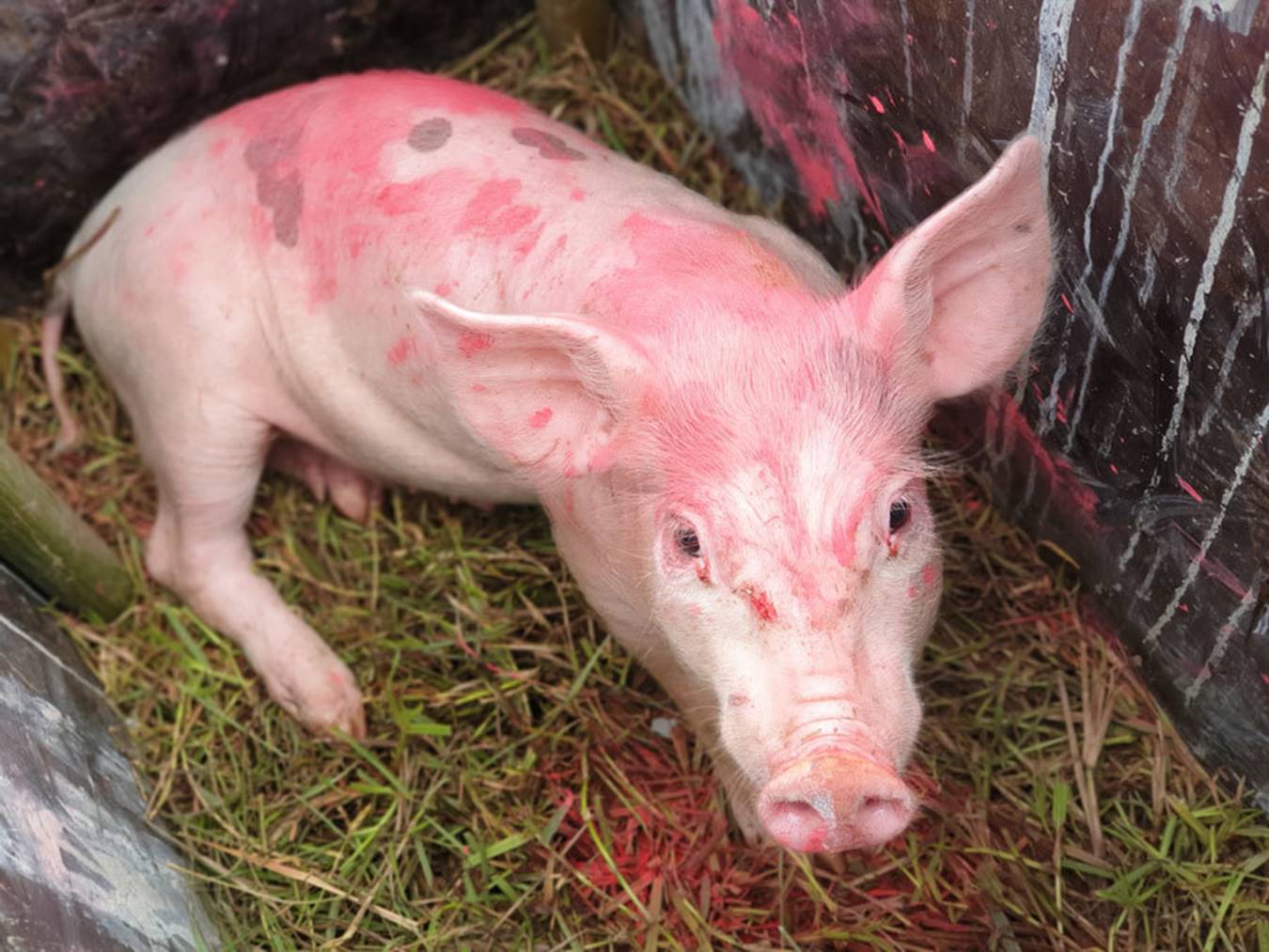 Cười vỡ bụng với màn đua lợn có 1-0-2 tại Ba Vì-5