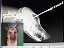 Chó becgie thoát chết thần kỳ sau khi lĩnh trọn con dao của kẻ cướp để bảo vệ chủ Chó becgie thoát chết thần kỳ sau khi lĩnh trọn con dao của kẻ cướp để bảo vệ chủ