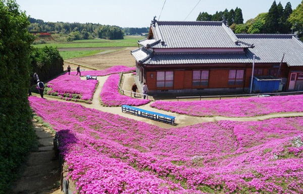 Người đàn ông Nhật Bản dành trọn tình yêu để trồng đồi hoa trước nhà suốt 4 năm để tặng vợ mù lòa-1