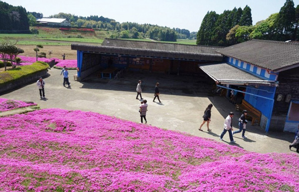 Người đàn ông Nhật Bản dành trọn tình yêu để trồng đồi hoa trước nhà suốt 4 năm để tặng vợ mù lòa-2
