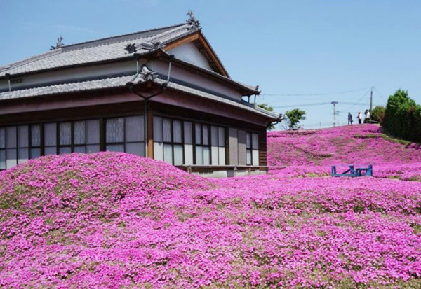 Người đàn ông Nhật Bản dành trọn tình yêu để trồng đồi hoa trước nhà suốt 4 năm để tặng vợ mù lòa-3