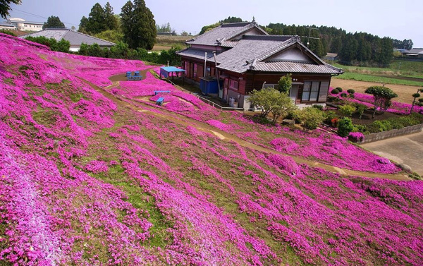 Người đàn ông Nhật Bản dành trọn tình yêu để trồng đồi hoa trước nhà suốt 4 năm để tặng vợ mù lòa-4