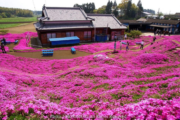 Người đàn ông Nhật Bản dành trọn tình yêu để trồng đồi hoa trước nhà suốt 4 năm để tặng vợ mù lòa-5