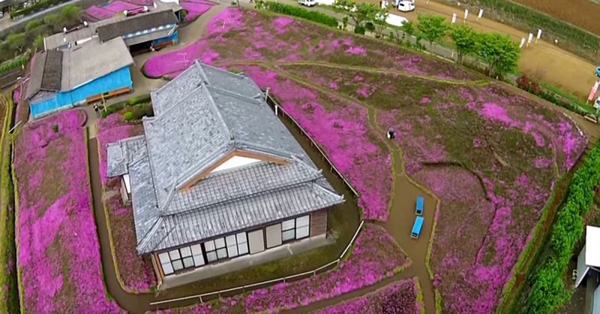Người đàn ông Nhật Bản dành trọn tình yêu để trồng đồi hoa trước nhà suốt 4 năm để tặng vợ mù lòa-6