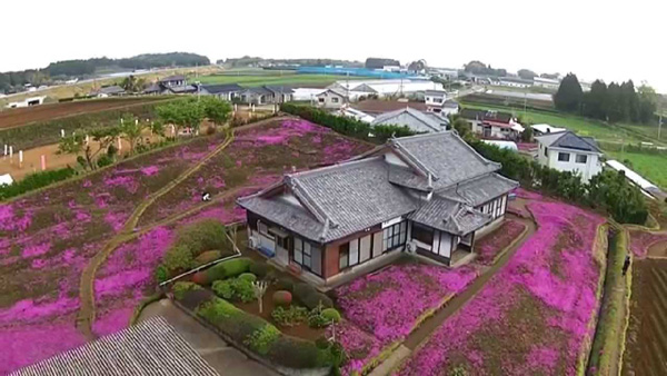 Người đàn ông Nhật Bản dành trọn tình yêu để trồng đồi hoa trước nhà suốt 4 năm để tặng vợ mù lòa-7