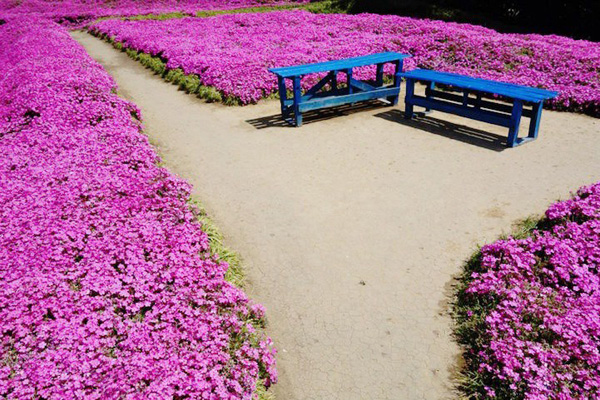 Người đàn ông Nhật Bản dành trọn tình yêu để trồng đồi hoa trước nhà suốt 4 năm để tặng vợ mù lòa-8
