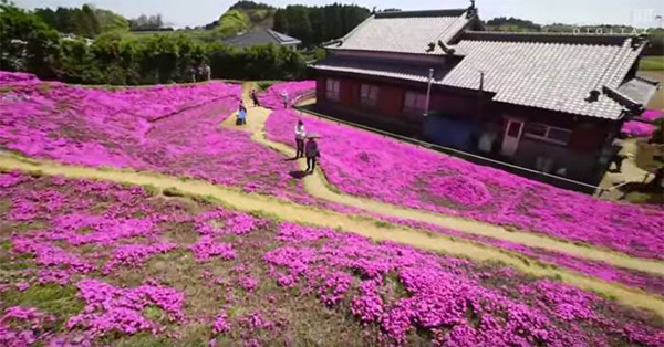 Người đàn ông Nhật Bản dành trọn tình yêu để trồng đồi hoa trước nhà suốt 4 năm để tặng vợ mù lòa-10