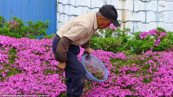 Người đàn ông Nhật Bản dành trọn tình yêu để trồng đồi hoa trước nhà suốt 4 năm để tặng vợ mù lòa-12