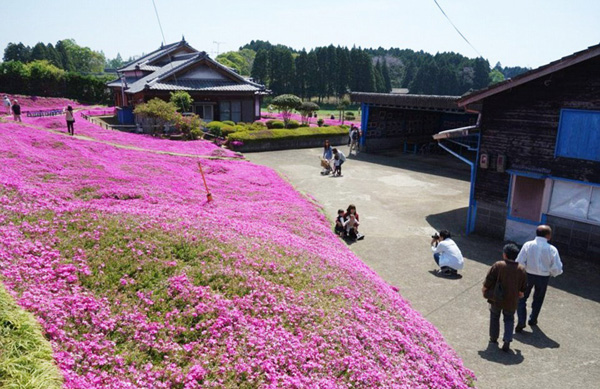 Người đàn ông Nhật Bản dành trọn tình yêu để trồng đồi hoa trước nhà suốt 4 năm để tặng vợ mù lòa-14