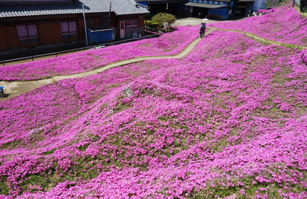 Người đàn ông Nhật Bản dành trọn tình yêu để trồng đồi hoa trước nhà suốt 4 năm để tặng vợ mù lòa-17