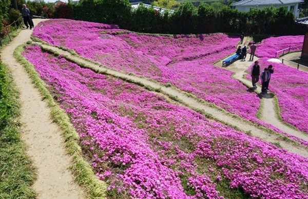 Người đàn ông Nhật Bản dành trọn tình yêu để trồng đồi hoa trước nhà suốt 4 năm để tặng vợ mù lòa-18
