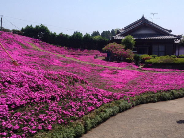 Người đàn ông Nhật Bản dành trọn tình yêu để trồng đồi hoa trước nhà suốt 4 năm để tặng vợ mù lòa-19