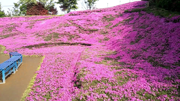 Người đàn ông Nhật Bản dành trọn tình yêu để trồng đồi hoa trước nhà suốt 4 năm để tặng vợ mù lòa-20