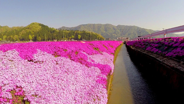 Người đàn ông Nhật Bản dành trọn tình yêu để trồng đồi hoa trước nhà suốt 4 năm để tặng vợ mù lòa-21