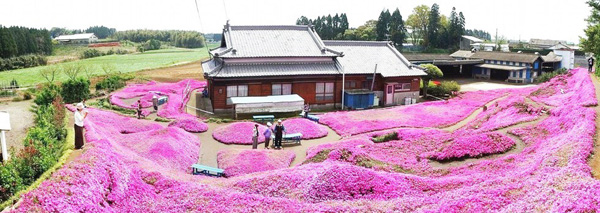 Người đàn ông Nhật Bản dành trọn tình yêu để trồng đồi hoa trước nhà suốt 4 năm để tặng vợ mù lòa-22