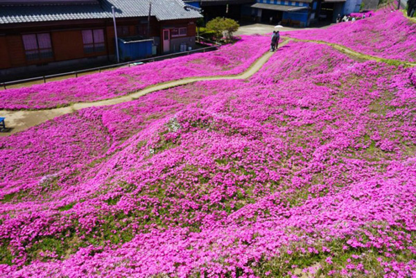 Người đàn ông Nhật Bản dành trọn tình yêu để trồng đồi hoa trước nhà suốt 4 năm để tặng vợ mù lòa-23