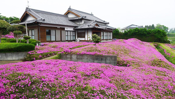Người đàn ông Nhật Bản dành trọn tình yêu để trồng đồi hoa trước nhà suốt 4 năm để tặng vợ mù lòa-24