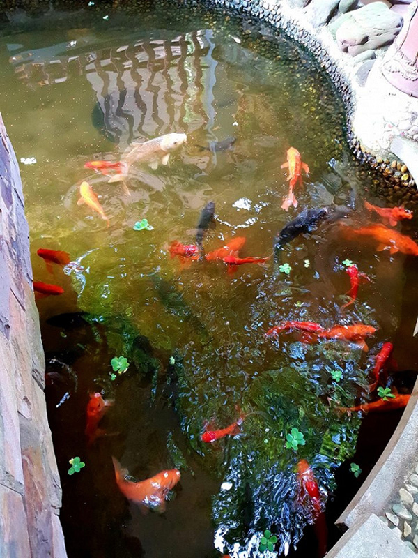 Cơ ngơi ở quê của Văn Anh và nhà Sài Gòn khác nhau một trời một vực-12