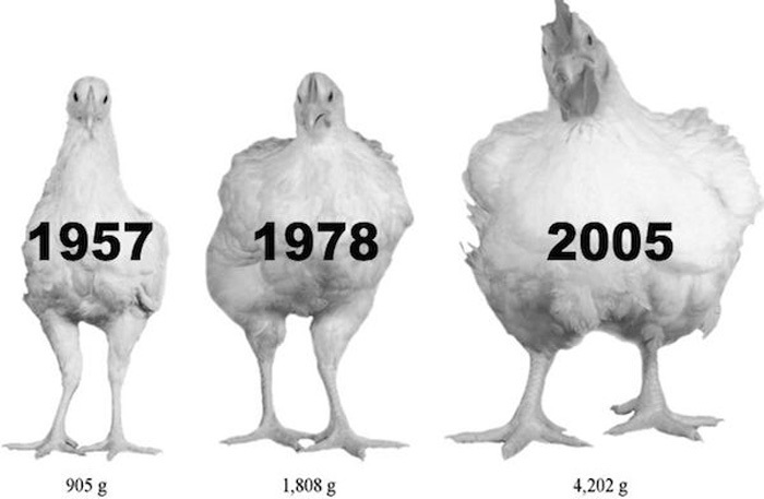 Điều bí ẩn 50 năm qua: Nguyên nhân loài gà to lớn gấp 4 lần-2