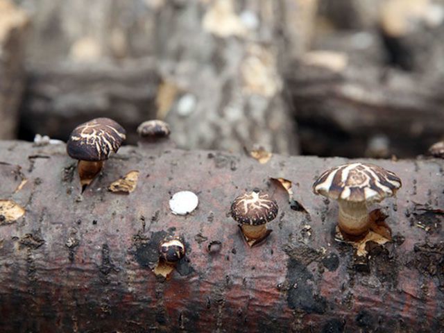 Giá gần 10 triệu đồng/kg, nấm hương Nhật được bà nội trợ Việt săn lùng-2