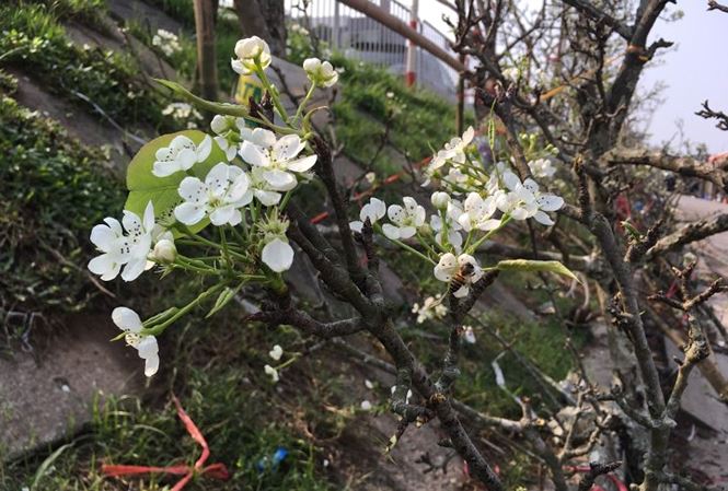 Người Hà Nội bỏ tiền triệu mua hoa lê chơi sau Tết-1