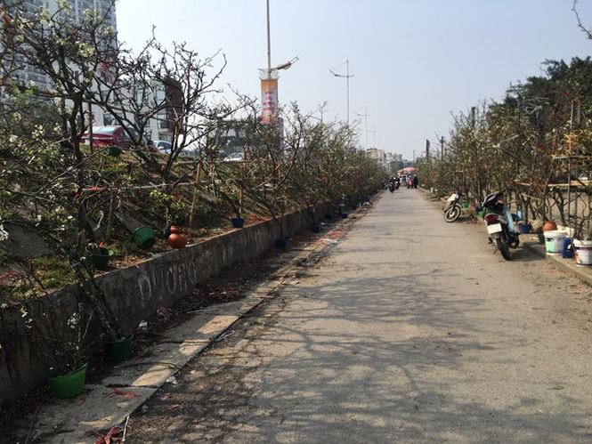 Người Hà Nội bỏ tiền triệu mua hoa lê chơi sau Tết-2