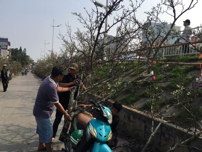 Người Hà Nội bỏ tiền triệu mua hoa lê chơi sau Tết-6