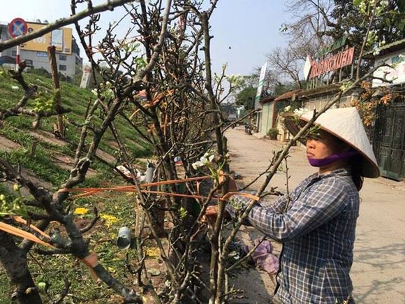 Người Hà Nội bỏ tiền triệu mua hoa lê chơi sau Tết-7