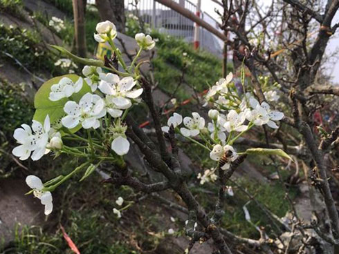 Dân Hà thành đua nhau săn hoa lê rừng, giá tiền triệu mỗi cành-4