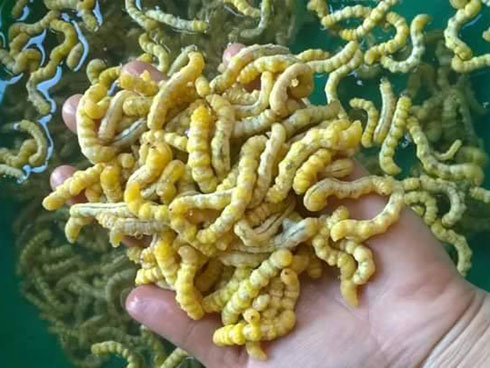 Cá cửng: Đặc sản chỉ dành cho vua, siêu quý hiếm ở đất Ninh Bình-5