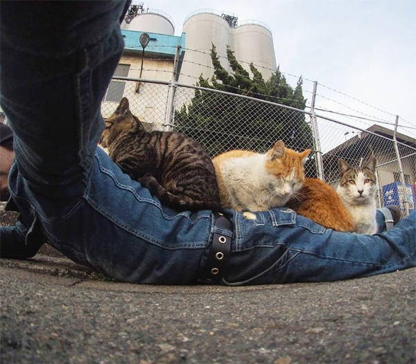 Bị chủ bạc đãi, anh em mèo hoang Nhật kéo nhau xuống cống sống đời an yên-3