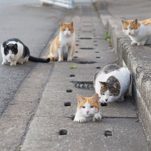Bị chủ bạc đãi, anh em mèo hoang Nhật kéo nhau xuống cống sống đời an yên-16