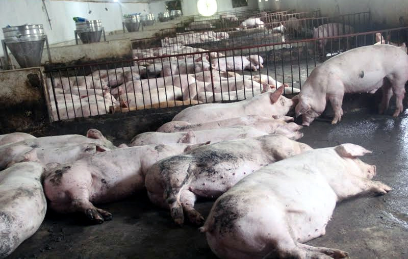 Cảnh báo đáng sợ được phát đi: Dính bệnh này chết chắc 100% cả đàn-1