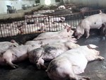 Phát hiện 2 đàn lợn rừng mắc bệnh Dịch tả lợn châu Phi-2