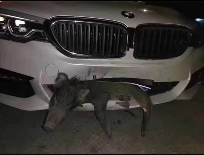 Xe BMW tiền tỷ bị vỡ đầu sau khi đâm phải chú lợn sữa chạy qua đường-1