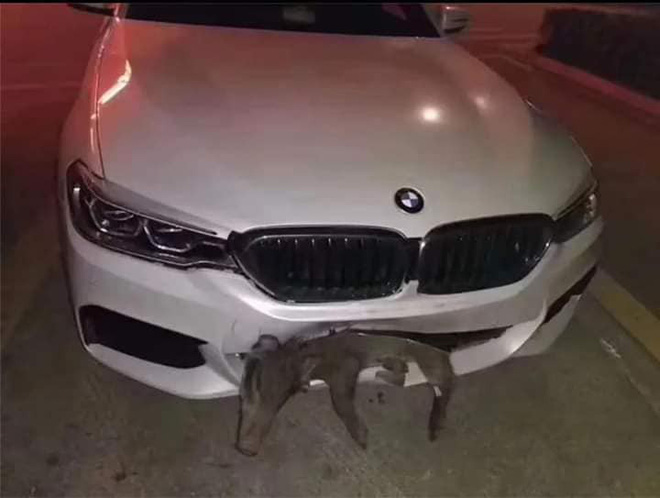 Xe BMW tiền tỷ bị vỡ đầu sau khi đâm phải chú lợn sữa chạy qua đường-2