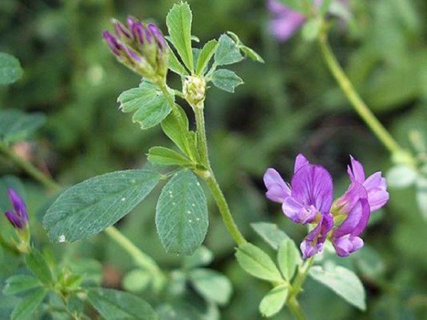 Muốn giảm cân, cải thiện quá trình tiêu hóa thì đây là loại thảo mộc rất đáng lưu tâm-3