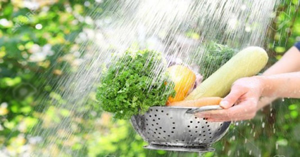 Rửa rau như thế nào để loại bỏ thuốc trừ sâu gây hại-2