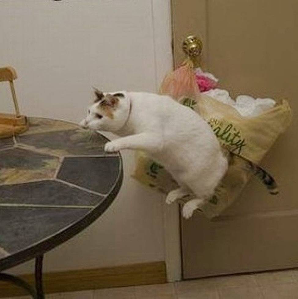 Những khoảnh khắc trùng hợp bất ngờ ngàn năm mới có một, phải may mắn hơn cả trúng số độc đắc bạn mới có thể chụp lại được-18