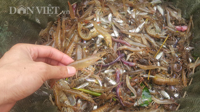 Săn đặc sản tôm đất bé tin hin kiếm tiền triệu mỗi ngày ở Ninh Bình-1