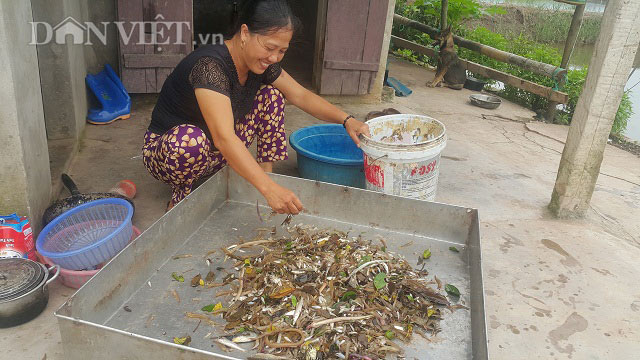 Săn đặc sản tôm đất bé tin hin kiếm tiền triệu mỗi ngày ở Ninh Bình-10
