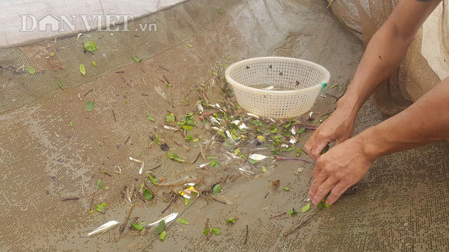 Săn đặc sản tôm đất bé tin hin kiếm tiền triệu mỗi ngày ở Ninh Bình-11