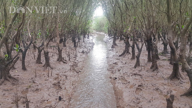 Săn đặc sản tôm đất bé tin hin kiếm tiền triệu mỗi ngày ở Ninh Bình-2