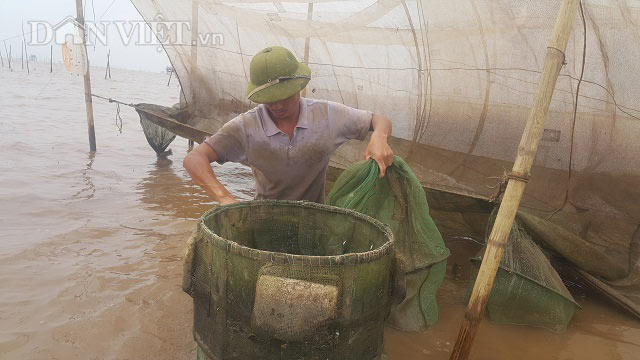 Săn đặc sản tôm đất bé tin hin kiếm tiền triệu mỗi ngày ở Ninh Bình-3