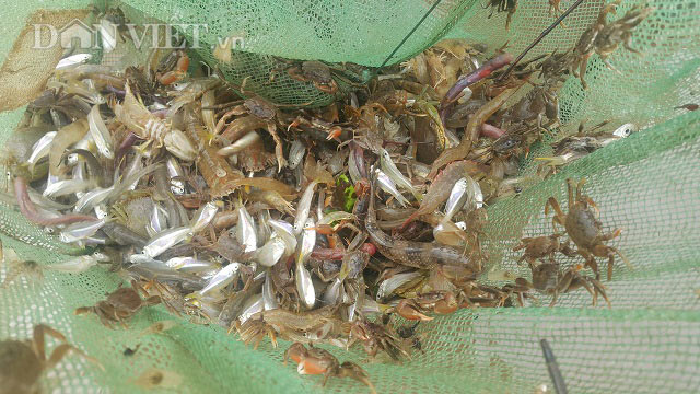 Săn đặc sản tôm đất bé tin hin kiếm tiền triệu mỗi ngày ở Ninh Bình-4