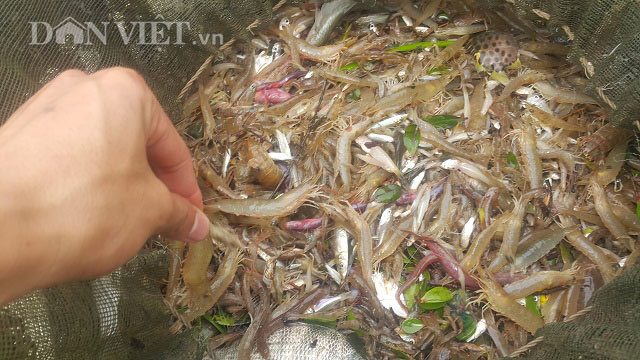 Săn đặc sản tôm đất bé tin hin kiếm tiền triệu mỗi ngày ở Ninh Bình-5