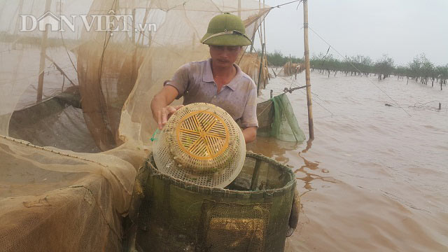 Săn đặc sản tôm đất bé tin hin kiếm tiền triệu mỗi ngày ở Ninh Bình-6